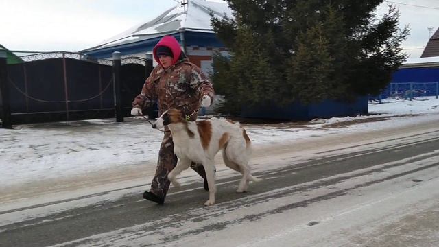 Русская Псовая Борзая кобель продажа Тюмень смотреть онлайн