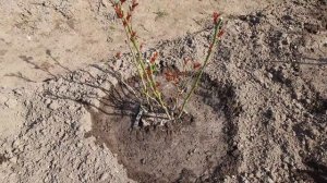 Первая подкормка моих роз//Кальциевая селитра нам в помощь//20.04.2023???