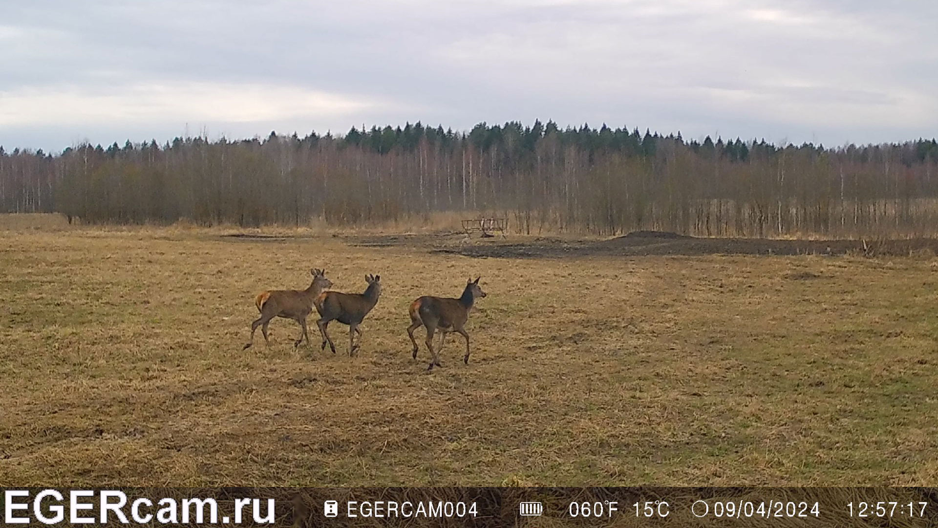 Олени. Поля растаяли)
Всегда свежие фото и видео с фотоловушек Егерькам.