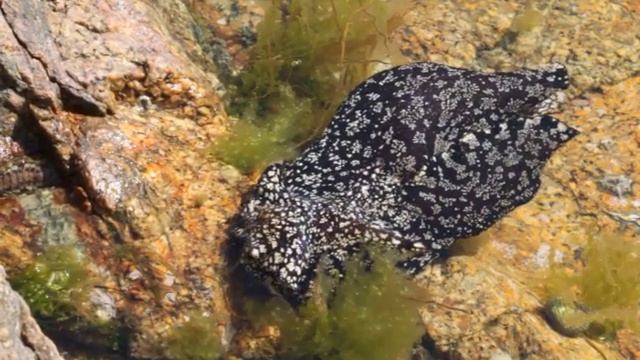 морской заяц ( Aplysia ) японское море смотреть онлайн