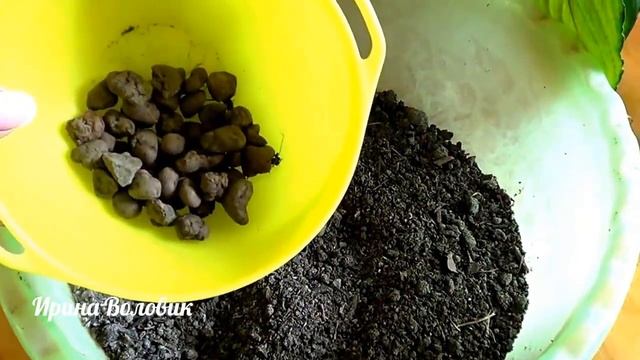 Комнатные растения. Почему у спатифиллума пожелтели листья.