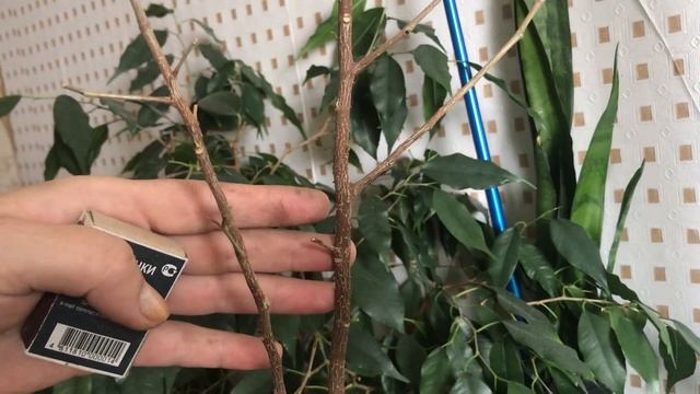 Растение с мусорки. Растение-найденыш - драцена Маргината (Dracaenamarginata). Комнатное растение :