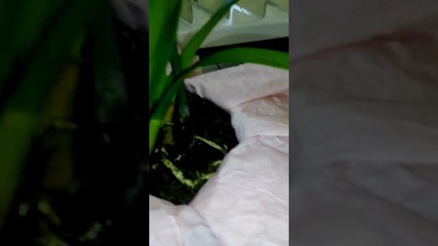 Цимбидиум красный смотреть онлайн