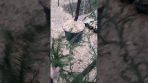 ?Ниваки из ели обыкновенной сразу в двух стилях - Сякан и Киотский стиль?