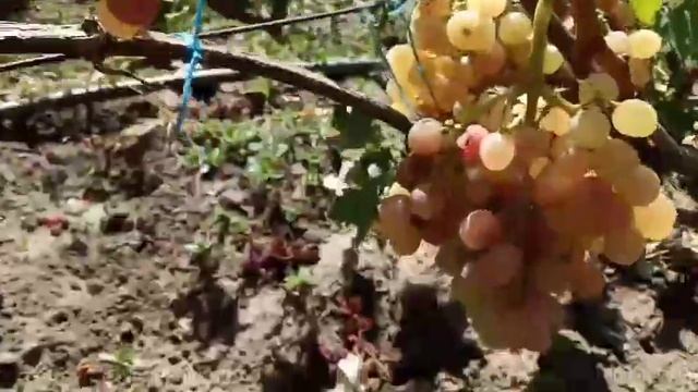 Новинки винограда: Обзор сорта винограда кишмиш Колибри 13.09.2020. Виноградник Щереденкова В. А.