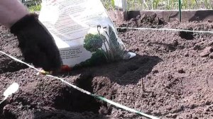 Посадка высокорослого ТОМАТА в открытый грунт