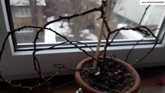 БУГЕНВИЛЛЕЯ после зимовки. смотреть онлайн