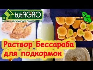 РАСТВОР БЕССАРАБА для подкормки растений. МНЕНИЕ БИОЛОГА. Вместо Байкала, Востока и прочих подобных.