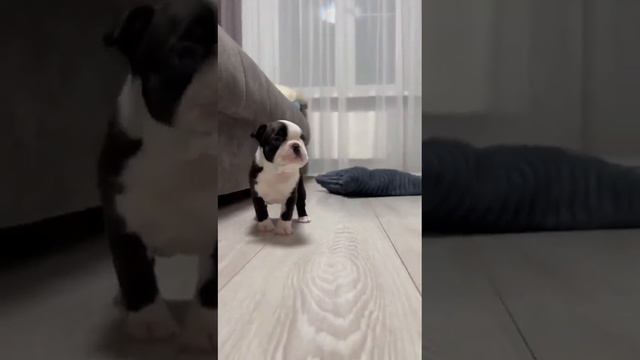 Купить щенка бостон терьер #bostonterrier #бостонтерьер #bostonterrierlove #bostonterrierpuppy