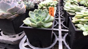 Echeveria 'Scarletta' 多肉植物圖鑑 斯嘉麗