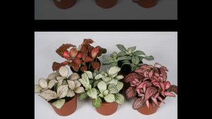 Как сделать флорариум своими руками (Пошаговая инструкция)