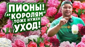 ПИОНЫ! “КОРОЛЯМ” САДА тоже нужен УХОД!