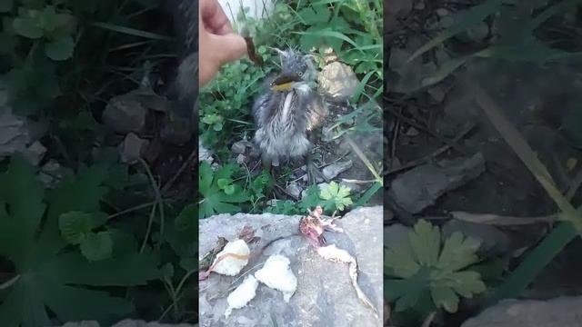 Кормление жабой ,маленького птенца цапли смотреть онлайн