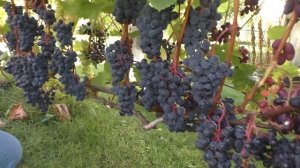 Зилга - урожай 2019 года