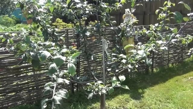 10.Выбираем яблоню. Лучшие сорта яблонь: Мельба, Мантет и другие.
