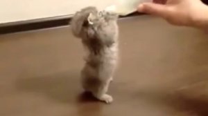 котенка кормят из бутылочки
