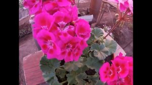 КАК УХАЖИВАТЬ ЗА ПЕЛАРГОНИЕЙ ЛЕТОМ?