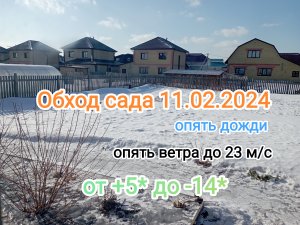 Обзор сада 11.02.2024♥️ Дожди, ветра, погода чудит на Алтае. Душа болит за саженцы