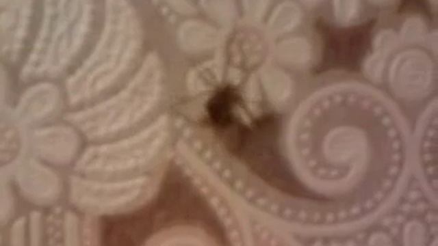 Паук ползет по стене смотреть онлайн