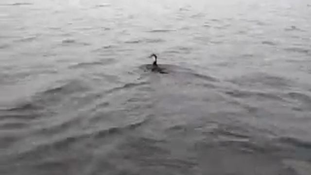 Утка из сети. смотреть онлайн