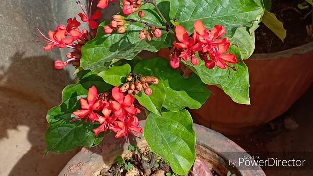 How to take care of Clerodendrum Splendens or Glory Bower flowers || Gardening 101