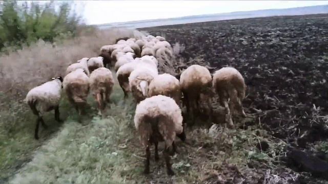 Чабанская жизнь | Овцеводство как бизнес