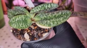 Обзор Орхидей Пафиопедилум | Венерины Башмачки | Paphiopedilum