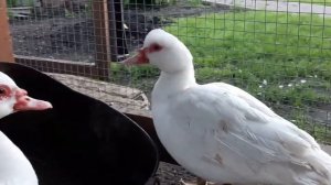 Мускусные утки.Утренний обзор.