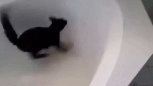 ВИДЕО С КОТИКАМИ/МИЛЫЕ ЖИВОТНЫЕ/МЕДВЕДЬ смотреть онлайн