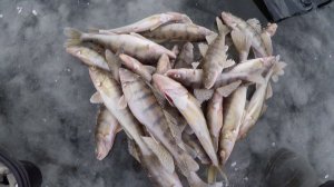 ЛОВЛЯ БЕРША НА ВОЛГЕ|ТЮЛЬКА-БЛЕСНА|ЗИМНЯЯ РЫБАЛКА!