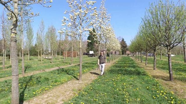 Magnolia denudata YELLOW RIVER - Van den Berk on Trees смотреть онлайн