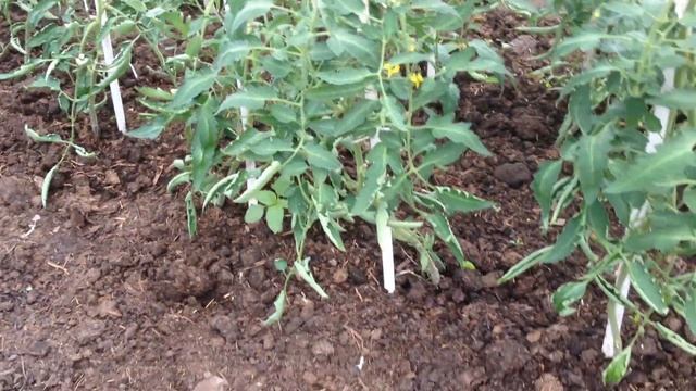 МОЯ ТЕПЛИЦА. ТОМАТЫ. СОСЕДСКИЕ КУРЫ. смотреть онлайн