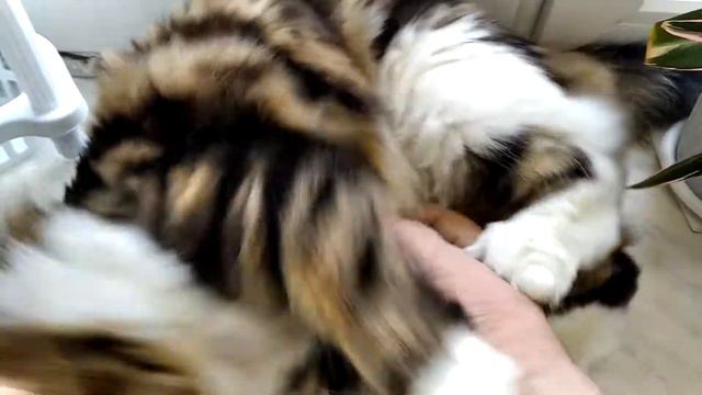 Зая. 😺 смотреть онлайн