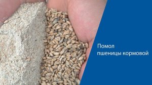 Помол пшеницы кормовой на помолочном комплексе "Ударник"