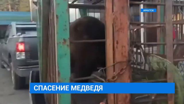 Медведя спасли смотреть онлайн