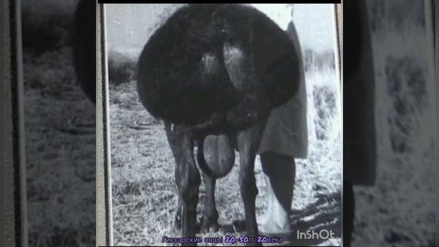 Гиссарские овцы | Фотографии 20-50гг 20века гиссарских овец | гиссар койлору
