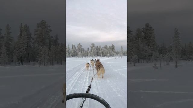 Катание на собачьей упряжке в хаски-парке "Ловозеро"