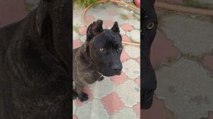 Кане-корсо. Возраст 6 месяцев, выполнение общих команд послушания без поводка.