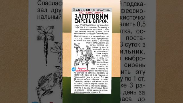 полезно знать заготовили сирень в прок #народнаямедицина #здоровье #здоровьеидолголетие #медицина