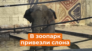 Казанский зоопарк «Река Замбези» пополнился новым обитателем – слоном Филимоном