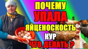 Почему УПАЛА яйценоскость у кур. Что необходимо сделать.