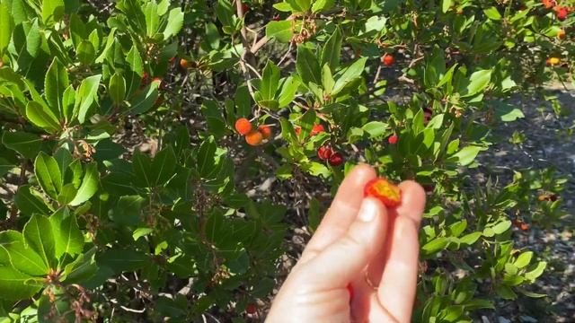 Французкий лес/нашли много грибов/земляника на дереве/Французы готовятся к Новому году смотреть онлайн
