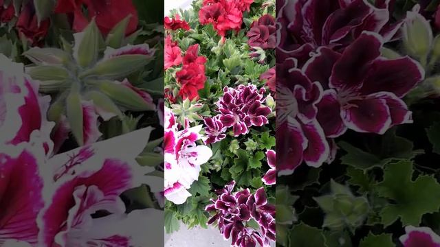 Пеларгония крупноцветковая/Pelargonium/#shorts