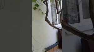 Обзор гостевого дома Адлер Просвещения.