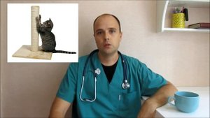 Вросшие когти у собак и кошек, почему врастают когти