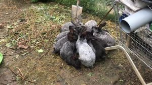 Кролики выгребают корм из кормушек, как с этим бороться. Мои кролики. Дачная Жизнь ТВ.