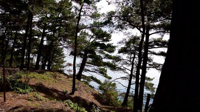 Ведьмина поляна смотреть онлайн