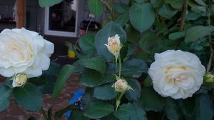 Роза Schneewalzer (Шневальцер), Германия, Tantau