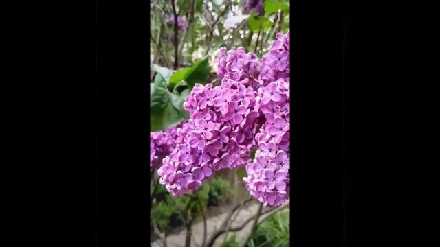 Рисуем Сирень на бархатной бумаге пастелью. смотреть онлайн