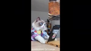 Подборка Tiktok 2022: Веселые коты готовят еду ?"That Little Puff" #1